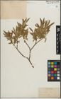 Foto von Salix lemmonii Bebb